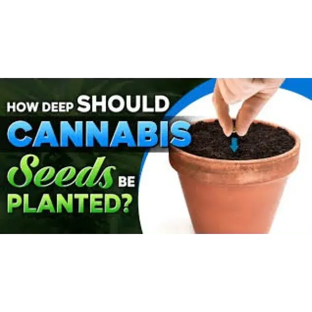 What Happens If You Plant a Cannabis Seeds Too Deep?