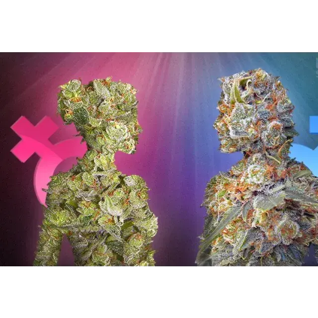 Understanding Male Vs. Female Cannabis Seeds: A Comprehensive Guide to Identifying Plant Sex at Discount Cannabis Seeds.