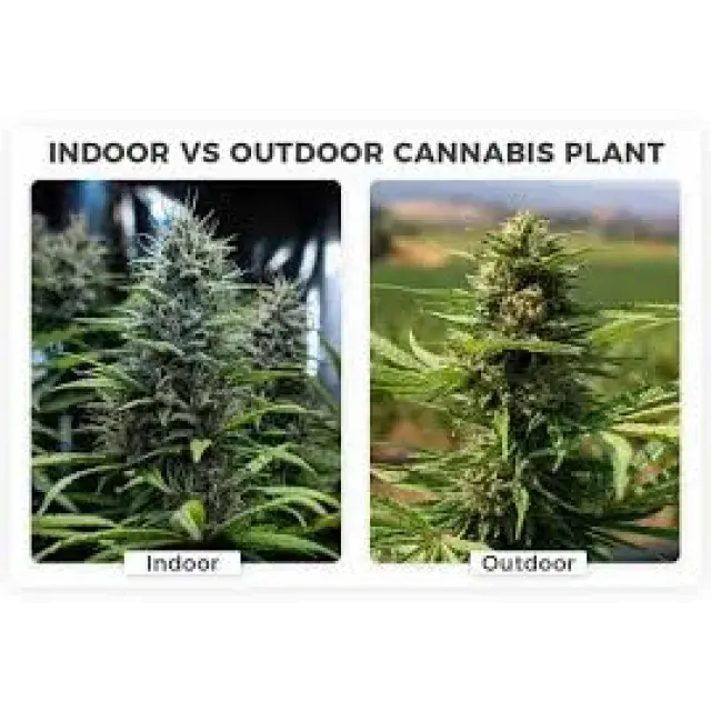 Cannabis Seeds: Indoor vs Outdoor Growing – Which One Is Best for You?