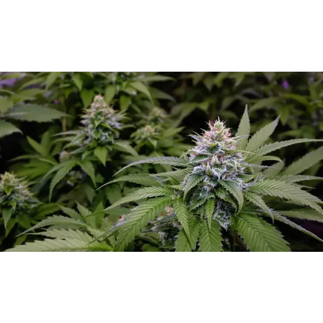 Cannabis Seeds: Best Award-Winning Seeds to Try.
