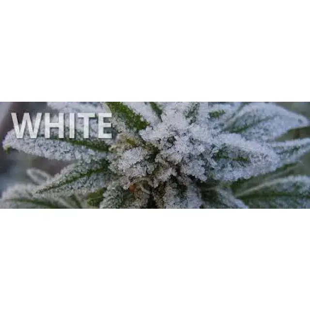 Cаnnаbіѕ Seeds Strаіn Rеvіеw - Whіtе Wіdоw.
