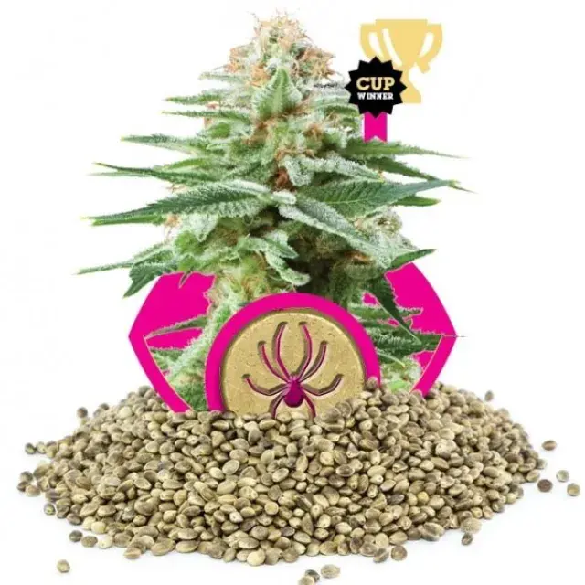 Cannabis Seeds - 5 Best White Widow Seeds.