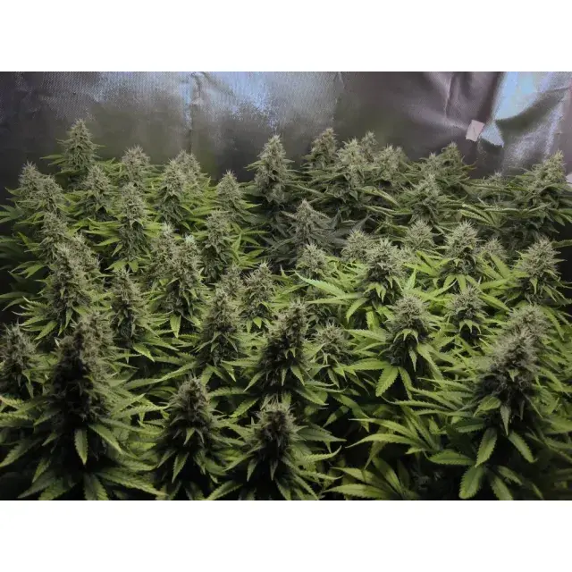 Cannabis Seeds - White Widow x Big Bud Cannabis Seeds.