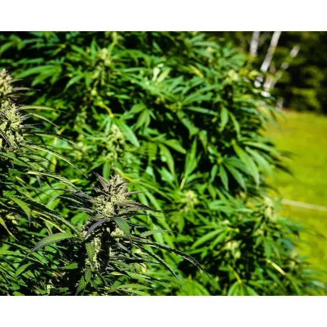 White Widow x Big Bud Cannabis Seeds: Effects and Expert Growing Tips Revealed at Discount Cannabis Seeds.