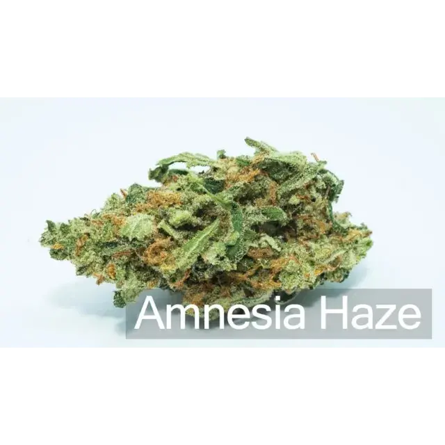 Discover the Best Amnesia Cannabis Seeds at Discount Cannabis Seeds.