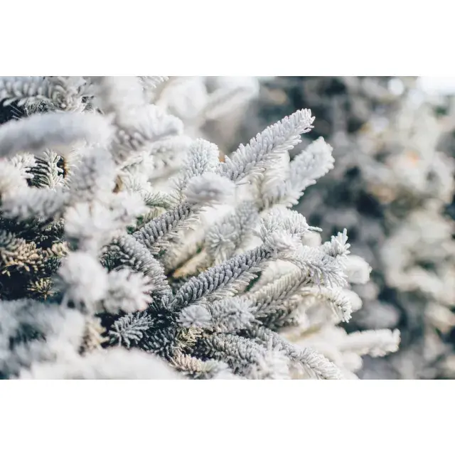 Tremendous Savings with Bulk Cannabis Seeds.