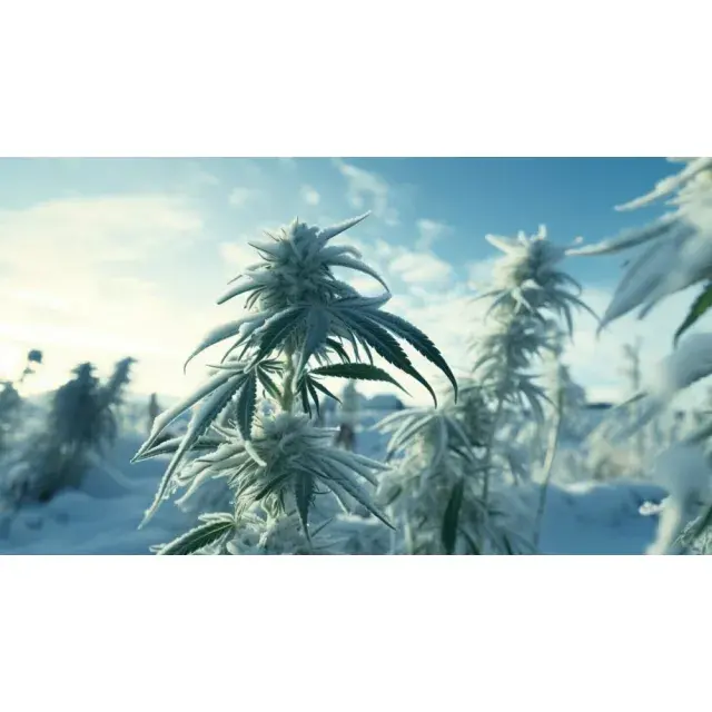 The Top 5 Cannabis Seeds Strains to Grow This Winter.
