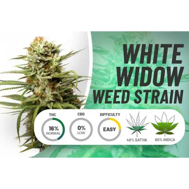 Unveiling the Potential of White Widow x Big Bud Cannabis Seeds.