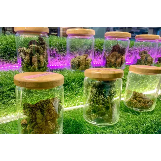 Discover the Most Relaxing Cannabis Seeds Strains for a Perfect Evening at Discount Cannabis Seeds.
