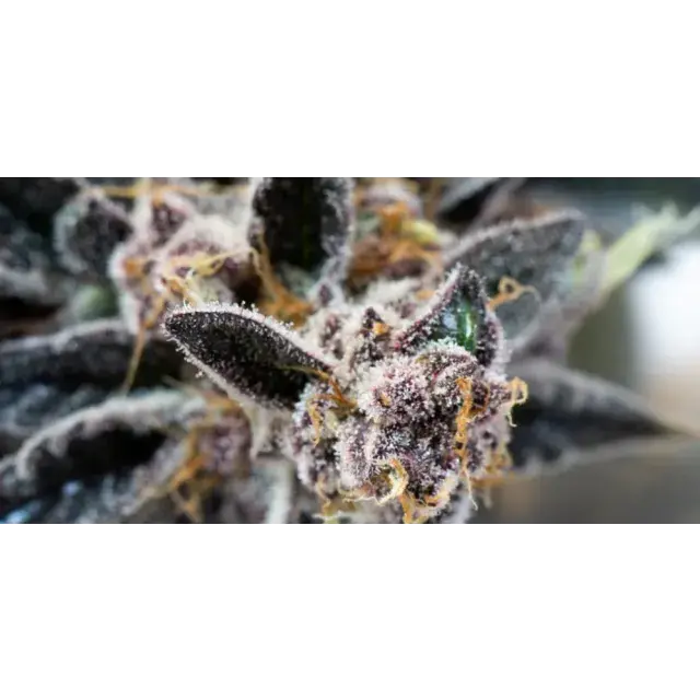 Why Growers Love Shopping With Discount Cannabis Seeds: Real Testimonials Revealed.