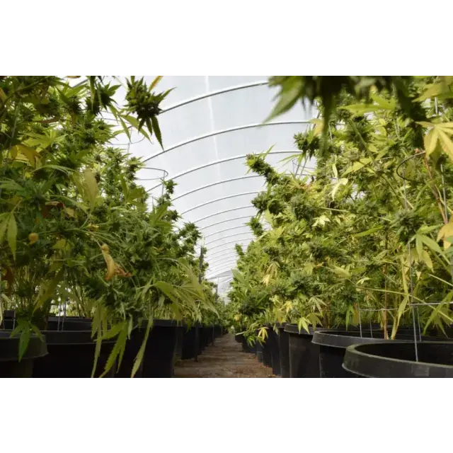 Cannabis Seeds: Northern Lights Strain, Effects and Growing Tips.