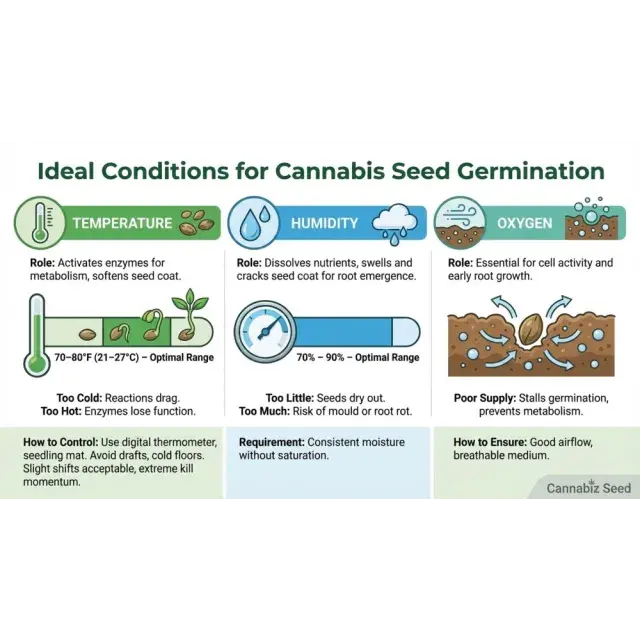 How Deep Should You Plant Cannabis Seeds? (Beginner Germination Guide)