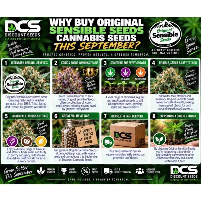 Why Buy Original Sensible Seeds Cannabis Seeds This September?