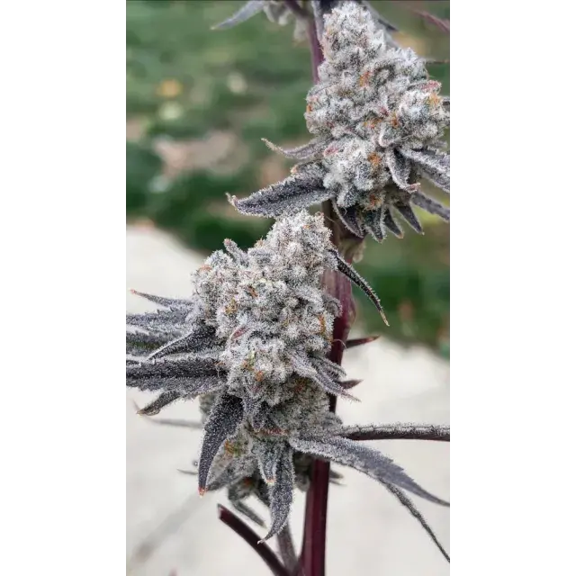 Top Reasons to Choose Discount Cannabis Seeds for Winter Cannabis Seeds..
