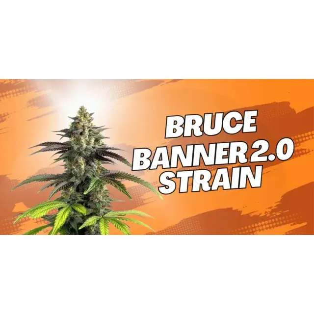 Cannabis Seeds: Explore the Bruce Banner Cannabis Strain.