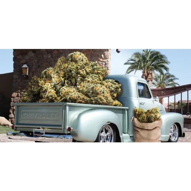 Discover the Top 10 Highest Yielding Cannabis Seeds Strains to Suit All Tastes at Discount Cannabis Seeds.