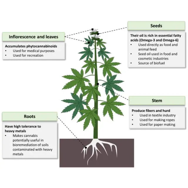 Your Essential Guide to Low-Tolerance Cannabis Seeds Strains at Discount Cannabis Seeds.