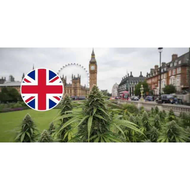 Best Outdoor Cannabis Seeds UK (Weather Resistant Strains 2026).
