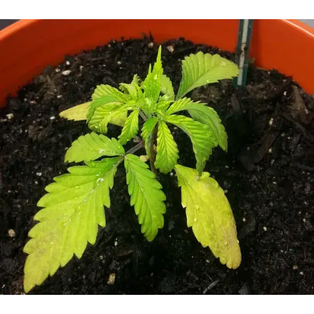 Cannabis Seeds: Why Are My Cannabis Leaves Turning Yellow? 