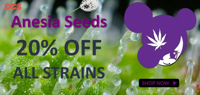 Anesia Seeds - Discount Cannabis Seeds