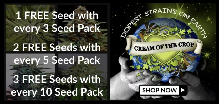Cream of the Crop - Discount Cannabis Seeds