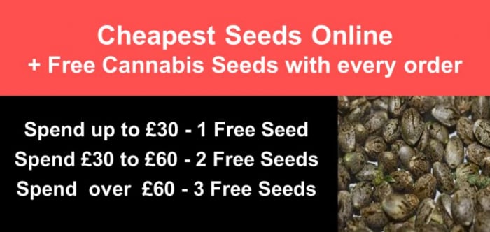 FREE Cannabis Seeds with every order | Discount Cannabis Seeds