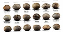 The Ultimate Guide to Cannabis Seeds