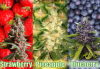 Fruity Cannabis Seeds - Discount Cannabis Seeds