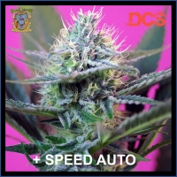 + Speed Auto Feminised Cannabis Seeds | Sweet Seeds