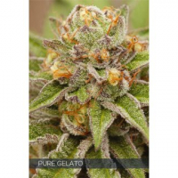 Pure Gelato Feminised Cannabis Seeds | Vision Seeds