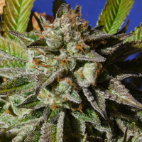 Bruce Cookies Feminised Cannabis Seeds | Original Sensible Seeds