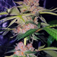 Mimosa Champagne Feminised Cannabis Seeds | Female Seeds 