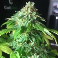 24k Tangie Feminised Cannabis Seeds - BSB Genetics