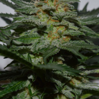 Sweetberry Cough Auto Feminised Cannabis Seeds | Garden of Green
