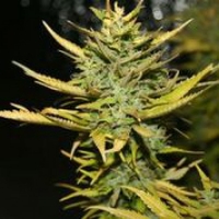 G13 Hashplant Feminised Cannabis Seeds | 710 Genetics Seeds