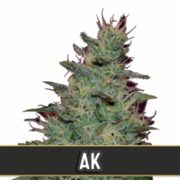 AK Automatic Feminised Cannabis Seeds | Blim Burn Seeds 