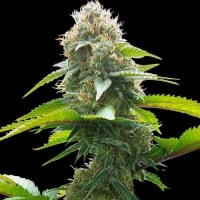 AK Regular Cannabis Seeds | Spliff Seeds