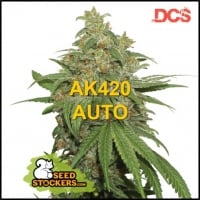 AK420 Auto Feminised Cannabis Seeds | Seed Stockers