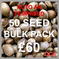 Auto AK Feminised Cannabis Seeds  | 50 Bulk Seeds