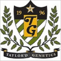 The NHS Feminised Cannabis Seeds | Taylor'd Genetics Seeds