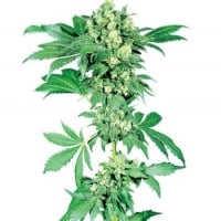 Afghani #1 Regular Cannabis Seeds | Sensi Seeds 