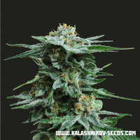 AK Kush Feminised Cannabis Seeds | Kalashnikov Seeds