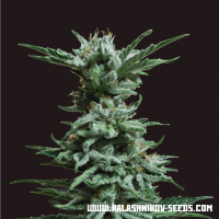 AK Skunk Feminised Cannabis Seeds | Kalashnikov Seeds
