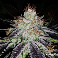 Alien Abduction Feminised Cannabis Seeds - Flavour Chasers