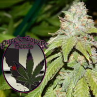 Alien OG Regular Cannabis Seeds | Purple Caper Seeds