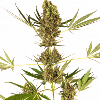 Alpine Delight CBD Auto Feminised Cannabis Seeds - Sensi Seeds