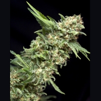 Alpujarrena Feminised Cannabis Seeds | Pyramid Seeds