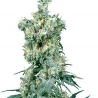 American Dream Regular Cannabis Seeds | Sensi Seeds 
