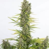 Amnesia CBD Auto Feminised Cannabis Seeds | Dinafem Seeds