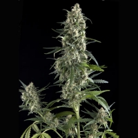 Auto Amnesia Gold Feminised Cannabis Seeds | Pyramid Seeds